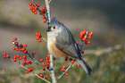 Tufted titmouse among red berries in winter Art Print